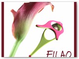 FAM Tulipe carre